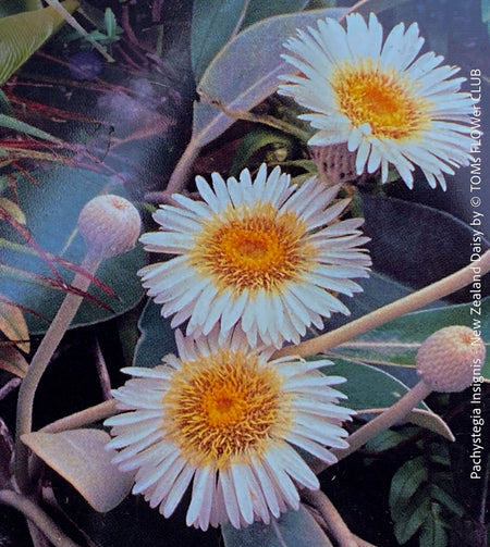 Pachystegia Insignis, New Zealand Daisy, rare plants, organically grown garden plants for sale at TOMs FLOWer CLUB