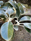 Pachystegia Insignis, New Zealand Daisy, rare plants, organically grown garden plants for sale at TOMs FLOWer CLUB