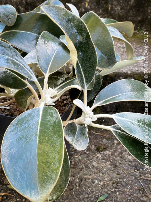 Pachystegia Insignis, New Zealand Daisy, rare plants, organically grown garden plants for sale at TOMs FLOWer CLUB