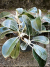 Pachystegia Insignis, New Zealand Daisy, rare plants, organically grown garden plants for sale at TOMs FLOWer CLUB