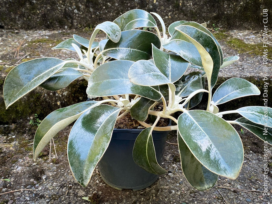 Pachystegia Insignis, New Zealand Daisy, rare plants, organically grown garden plants for sale at TOMs FLOWer CLUB