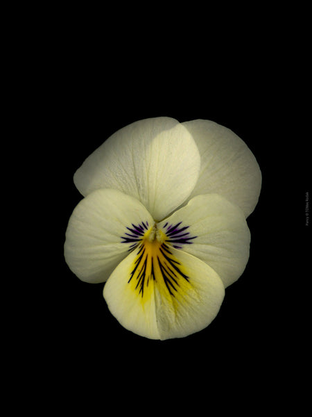 White pansy flower with a purple center on a black background