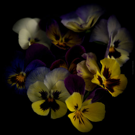 Colorful dark blue - yellow pancy flower arranged on a black background, photographed with Hasselblad camera by TOMas Rodak, Swiss photographer, for sale at TOMs FLOWer CLUB. 