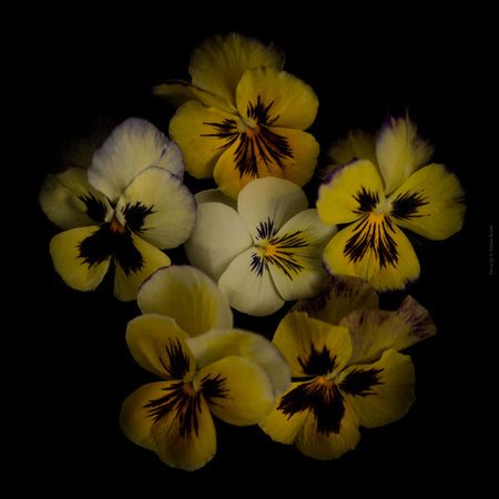 Colorful dark yellow pancy flowers arranged on a black background, photographed with Hasselblad camera by TOMas Rodak, Swiss photographer, for sale at TOMs FLOWer CLUB. 
