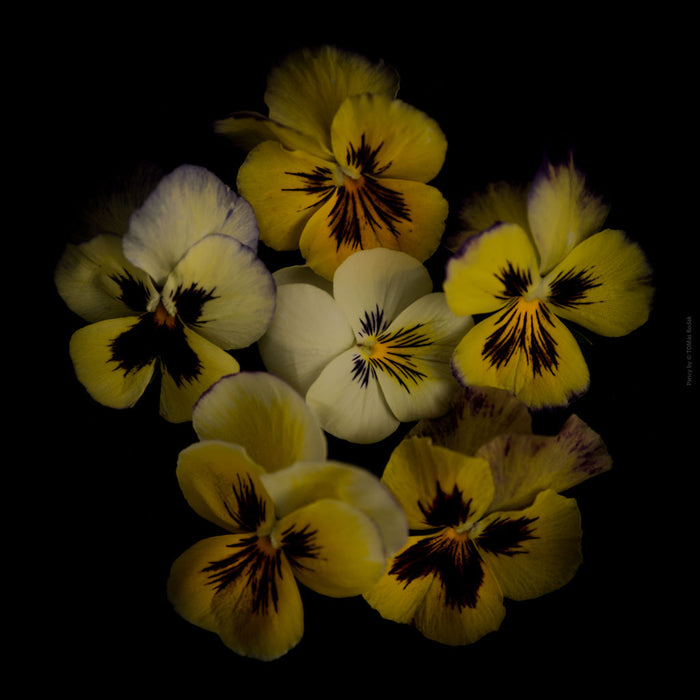Colorful dark yellow pancy flowers arranged on a black background, photographed with Hasselblad camera by TOMas Rodak, Swiss photographer, for sale at TOMs FLOWer CLUB. 