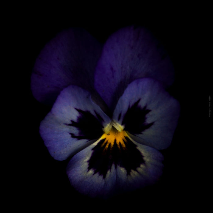 Colorful dark blue - yellow pancy flower arranged on a black background, photographed with Hasselblad camera by TOMas Rodak, Swiss photographer, for sale at TOMs FLOWer CLUB. 