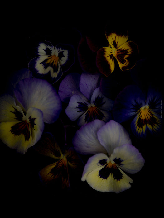 Colorful pancy flowers arranged on a black background, photographed with Hasselblad camera by TOMas Rodak, Swiss photographer. 
