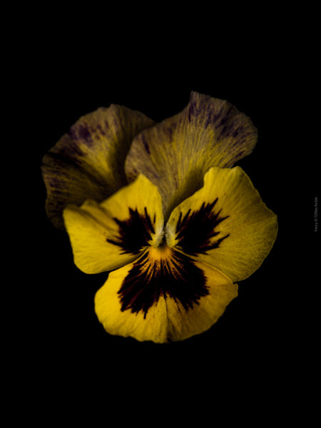 Yellow burgundy pancy flower arranged on a black background, photographed with Hasselblad camera by TOMas Rodak, Swiss photographer. 