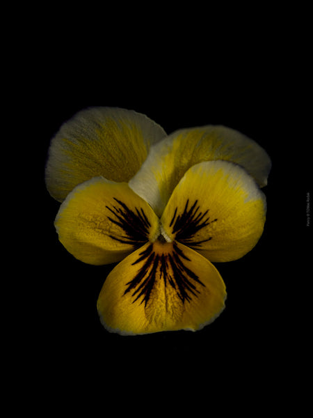 Yellow pancy flowers arranged on a black background, photographed with Hasselblad camera by TOMas Rodak, Swiss photographer. 