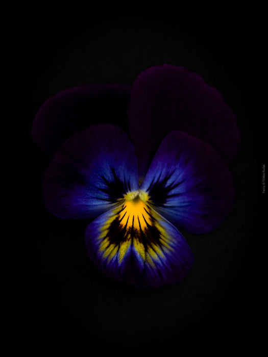 Blue Purple pancy flowers arranged on a black background, photographed with Hasselblad camera by TOMas Rodak, Swiss photographer. 