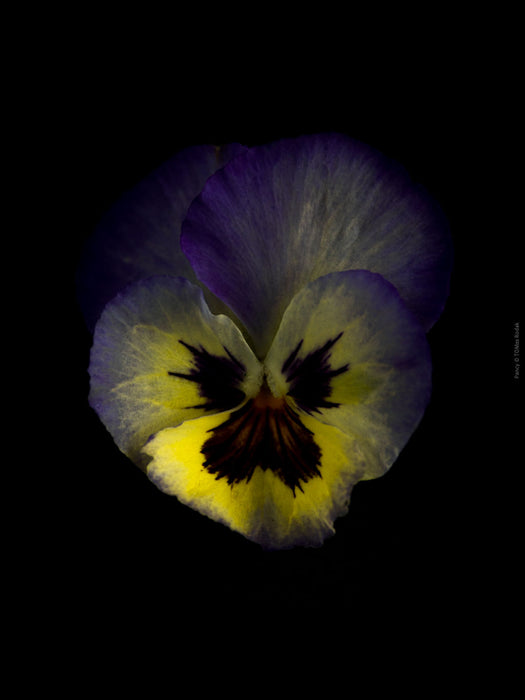 White purple blue pancy flowers arranged on a black background, photographed with Hasselblad camera by TOMas Rodak, Swiss photographer. 