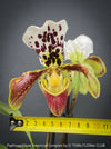 Paphiopedilum American Complex; Lady’s Slipper Orchid, organically grown tropical plants for sale at TOMs FLOWer CLUB.