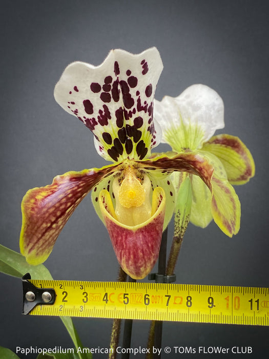 Paphiopedilum American Complex; Lady’s Slipper Orchid, organically grown tropical plants for sale at TOMs FLOWer CLUB.