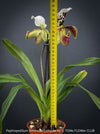 Paphiopedilum American Complex; Lady’s Slipper Orchid, organically grown tropical plants for sale at TOMs FLOWer CLUB.