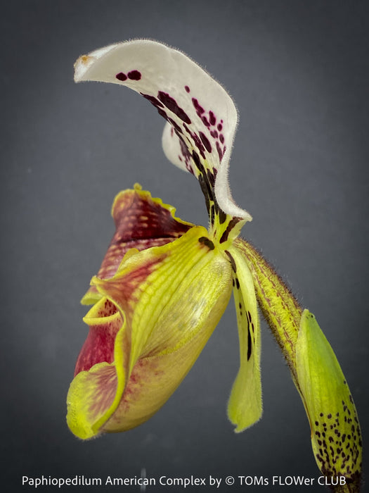 Paphiopedilum American Complex; Lady’s Slipper Orchid, organically grown tropical plants for sale at TOMs FLOWer CLUB.