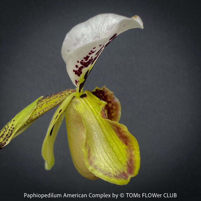Paphiopedilum American Complex; Lady’s Slipper Orchid, organically grown tropical plants for sale at TOMs FLOWer CLUB.