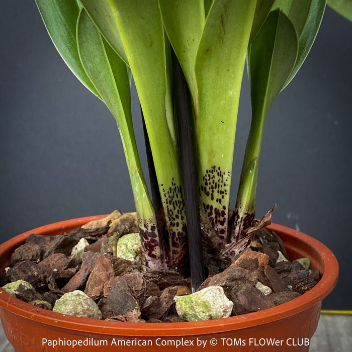Paphiopedilum American Complex; Lady’s Slipper Orchid, organically grown tropical plants for sale at TOMs FLOWer CLUB.