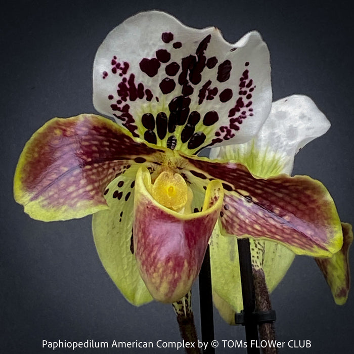 Paphiopedilum American Complex; Lady’s Slipper Orchid, organically grown tropical plants for sale at TOMs FLOWer CLUB.