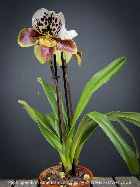 Paphiopedilum American Complex; Lady’s Slipper Orchid, organically grown tropical plants for sale at TOMs FLOWer CLUB.