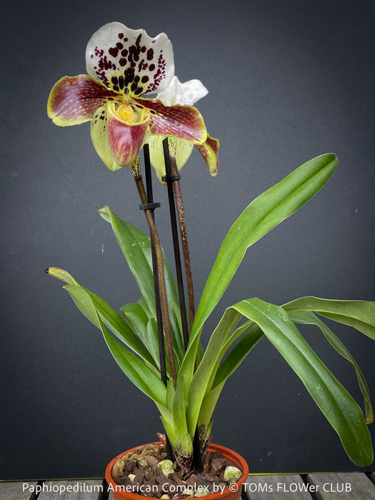 Paphiopedilum American Complex; Lady’s Slipper Orchid, organically grown tropical plants for sale at TOMs FLOWer CLUB.