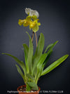 Paphiopedilum Americanum, Lady’s Slipper Orchid, organically grown tropical plants for sale at TOMs FLOWer CLUB.