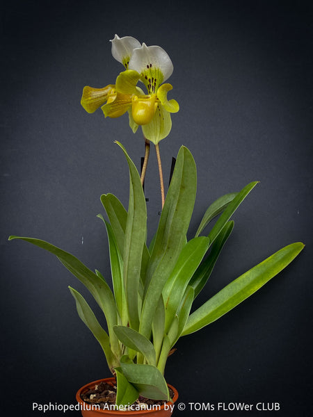 Paphiopedilum Americanum, Lady’s Slipper Orchid, organically grown tropical plants for sale at TOMs FLOWer CLUB.