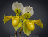 Paphiopedilum Americanum, Lady’s Slipper Orchid, organically grown tropical plants for sale at TOMs FLOWer CLUB.