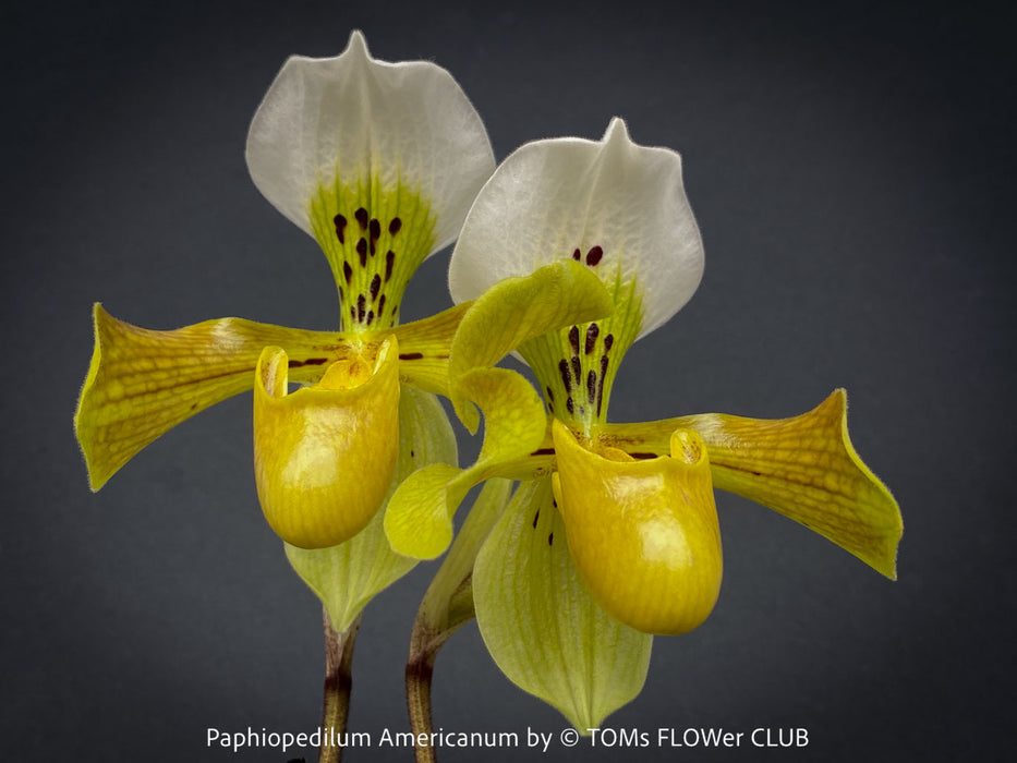 Paphiopedilum Americanum, Lady’s Slipper Orchid, organically grown tropical plants for sale at TOMs FLOWer CLUB.