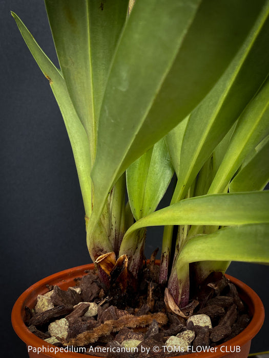 Paphiopedilum Americanum, Lady’s Slipper Orchid, organically grown tropical plants for sale at TOMs FLOWer CLUB.