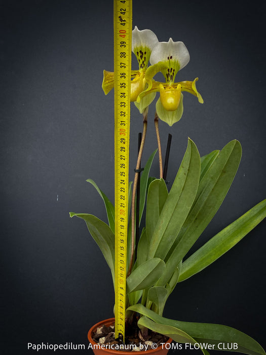 Paphiopedilum Americanum, Lady’s Slipper Orchid, organically grown tropical plants for sale at TOMs FLOWer CLUB.