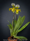 Paphiopedilum Americanum, Lady’s Slipper Orchid, organically grown tropical plants for sale at TOMs FLOWer CLUB.