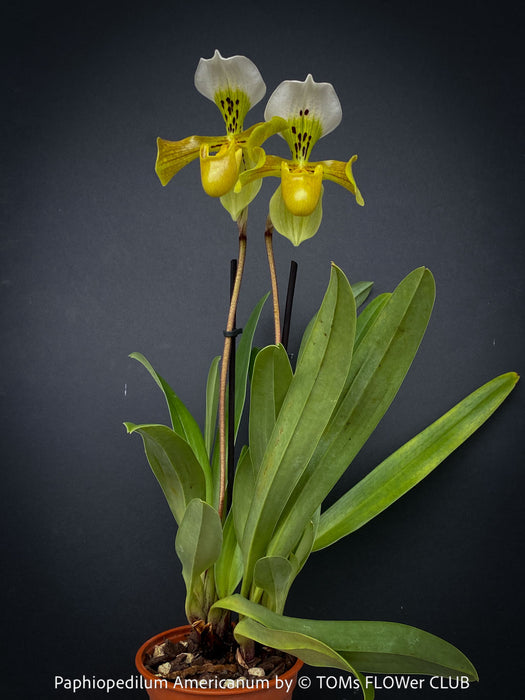 Paphiopedilum Americanum, Lady’s Slipper Orchid, organically grown tropical plants for sale at TOMs FLOWer CLUB.