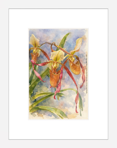 Paphiopedilum Berenice, Aquarelle-style paper print in maple wood frame, after an original photograph by Swiss photographer TOMas Rodak for sale at TOMs FLOWer CLUB. 