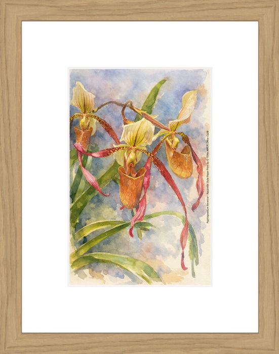 Paphiopedilum Berenice, Aquarelle-style paper print in oak wood frame, after an original photograph by Swiss photographer TOMas Rodak for sale at TOMs FLOWer CLUB. 