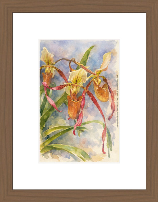 Paphiopedilum Berenice, Aquarelle-style paper print in walnut wood frame, after an original photograph by Swiss photographer TOMas Rodak for sale at TOMs FLOWer CLUB. 