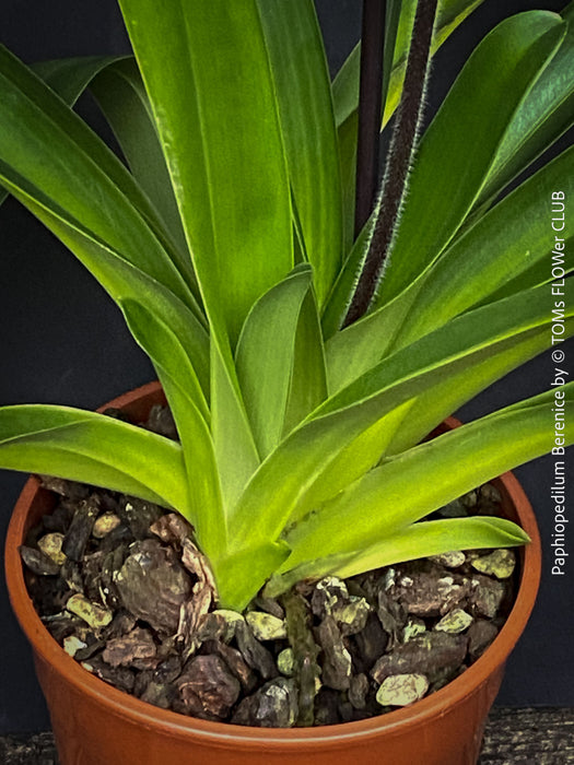 Paphiopedilum Berenice; Lady’s Slipper Orchid, organically grown tropical plants for sale at TOMs FLOWer CLUB