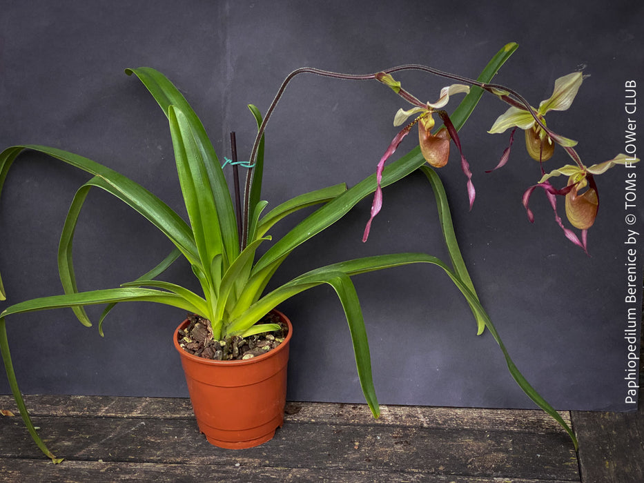 Paphiopedilum Berenice; Lady’s Slipper Orchid, organically grown tropical plants for sale at TOMs FLOWer CLUB