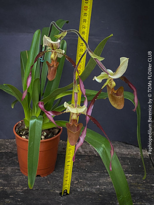 Paphiopedilum Berenice; Lady’s Slipper Orchid, organically grown tropical plants for sale at TOMs FLOWer CLUB