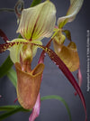 Paphiopedilum Berenice; Lady’s Slipper Orchid, organically grown tropical plants for sale at TOMs FLOWer CLUB