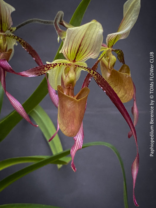 Paphiopedilum Berenice; Lady’s Slipper Orchid, organically grown tropical plants for sale at TOMs FLOWer CLUB