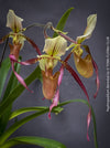 Paphiopedilum Berenice; Lady’s Slipper Orchid, organically grown tropical plants for sale at TOMs FLOWer CLUB