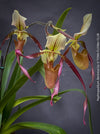 Paphiopedilum Berenice; Lady’s Slipper Orchid, organically grown tropical plants for sale at TOMs FLOWer CLUB