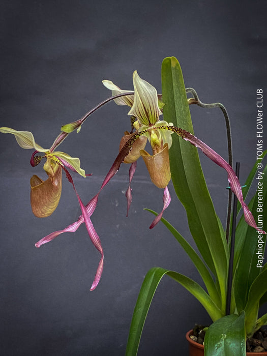 Paphiopedilum Berenice; Lady’s Slipper Orchid, organically grown tropical plants for sale at TOMs FLOWer CLUB