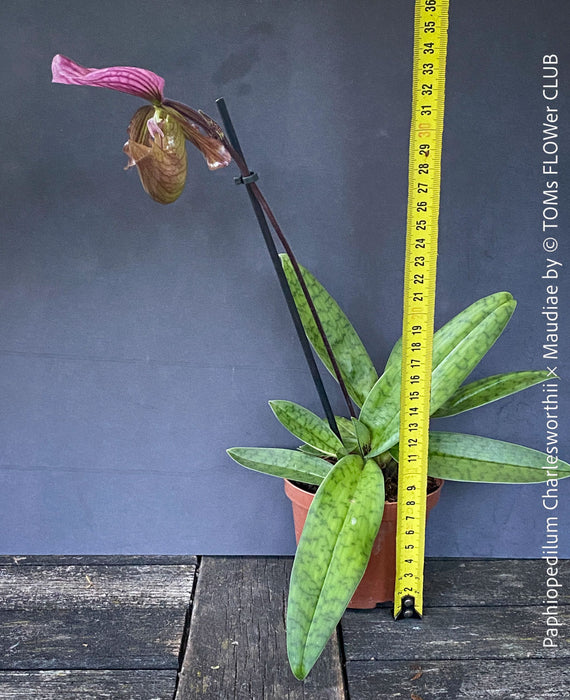 Paphiopedilum Charlesworthii × Maudiae; burgundy coloured Lady’s Slipper Orchid, organically grown tropical plants for sale at TOMs FLOWer CLUB