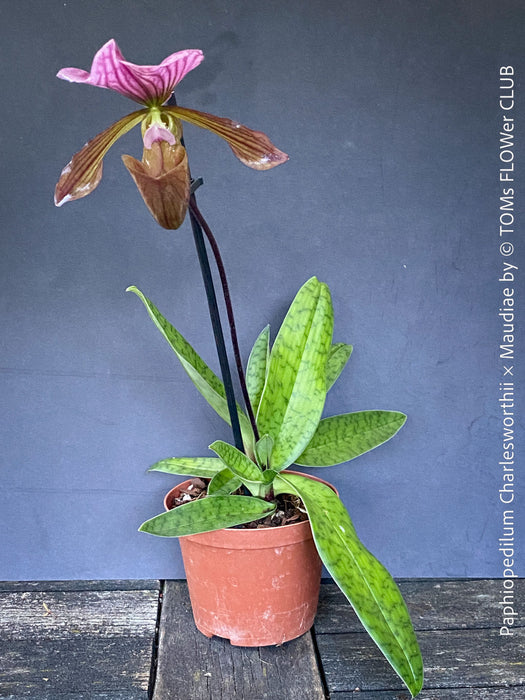 Paphiopedilum Charlesworthii × Maudiae; burgundy coloured Lady’s Slipper Orchid, organically grown tropical plants for sale at TOMs FLOWer CLUB