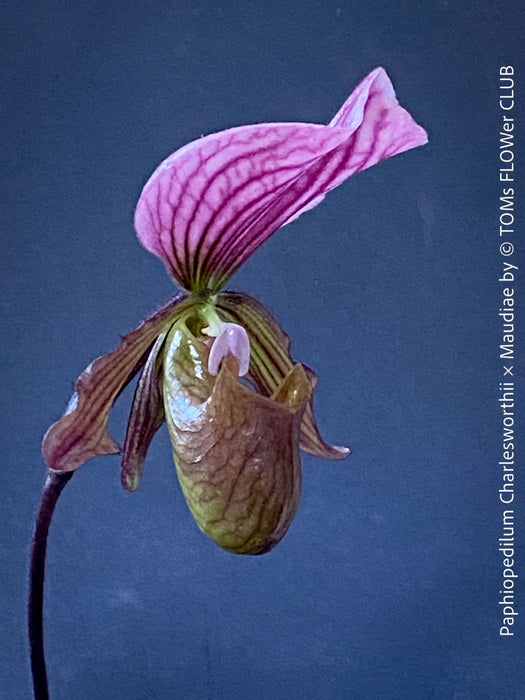Paphiopedilum Charlesworthii × Maudiae; burgundy coloured Lady’s Slipper Orchid, organically grown tropical plants for sale at TOMs FLOWer CLUB