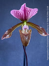Paphiopedilum Charlesworthii × Maudiae; burgundy coloured Lady’s Slipper Orchid, organically grown tropical plants for sale at TOMs FLOWer CLUB