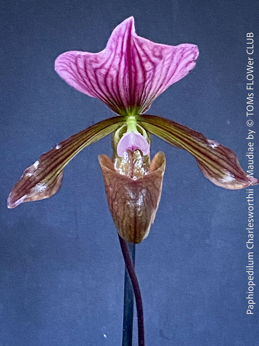 Paphiopedilum Charlesworthii × Maudiae; burgundy coloured Lady’s Slipper Orchid, organically grown tropical plants for sale at TOMs FLOWer CLUB