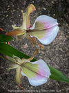 Paphiopedilum Cocoa Rose; Lady’s Slipper Orchid, organically grown tropical plants for sale at TOMs FLOWer CLUB.