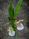 Paphiopedilum Cocoa Rose; Lady’s Slipper Orchid, organically grown tropical plants for sale at TOMs FLOWer CLUB.